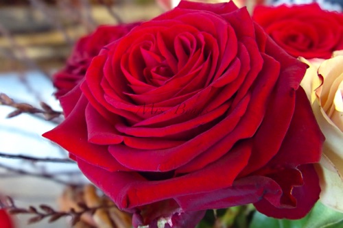 Eine perpekte Rose... Eine perpekte Rose...