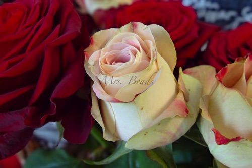 ... wird von einer zweiten angeschmachtet. ... wird von einer zweiten angeschmachtet.